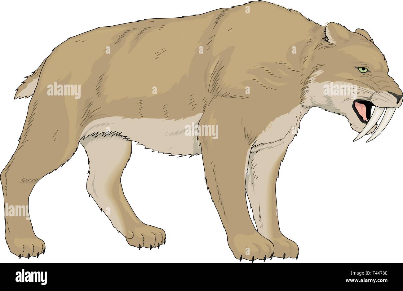 Tigre à dents de sabre Vector Illustration Image Vectorielle Stock - Alamy