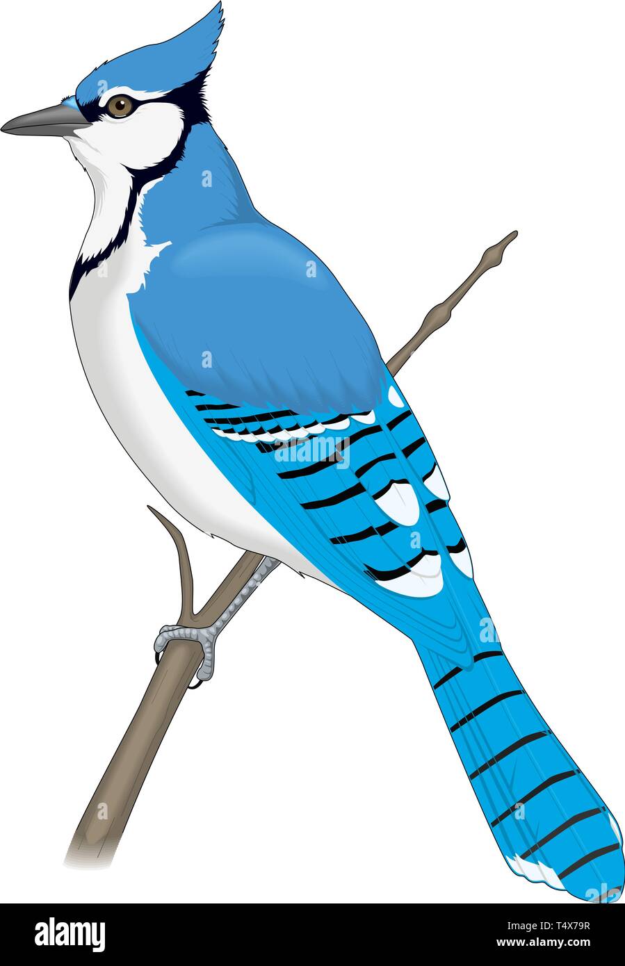 Geai bleu perché sur une branche Vector Illustration Illustration de Vecteur