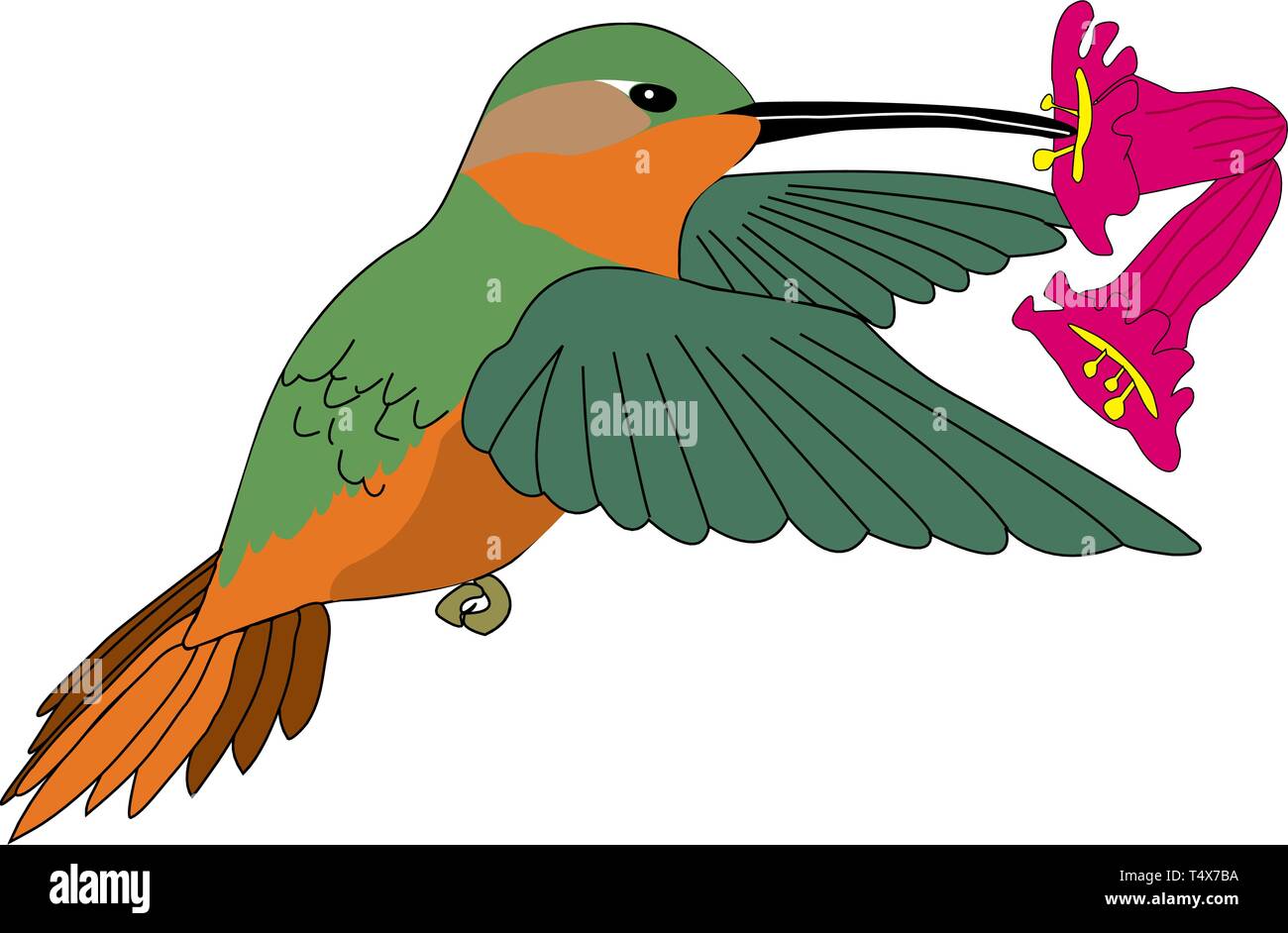 Allen en se nourrissant de nectar masculin Hummingbird Vector Illustration Illustration de Vecteur