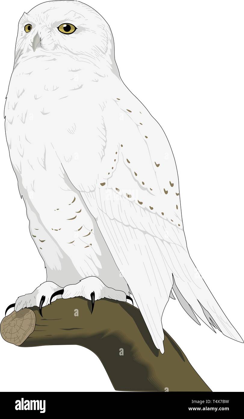 Harfang des neiges sur un membre de l'arbre Vector Illustration Illustration de Vecteur