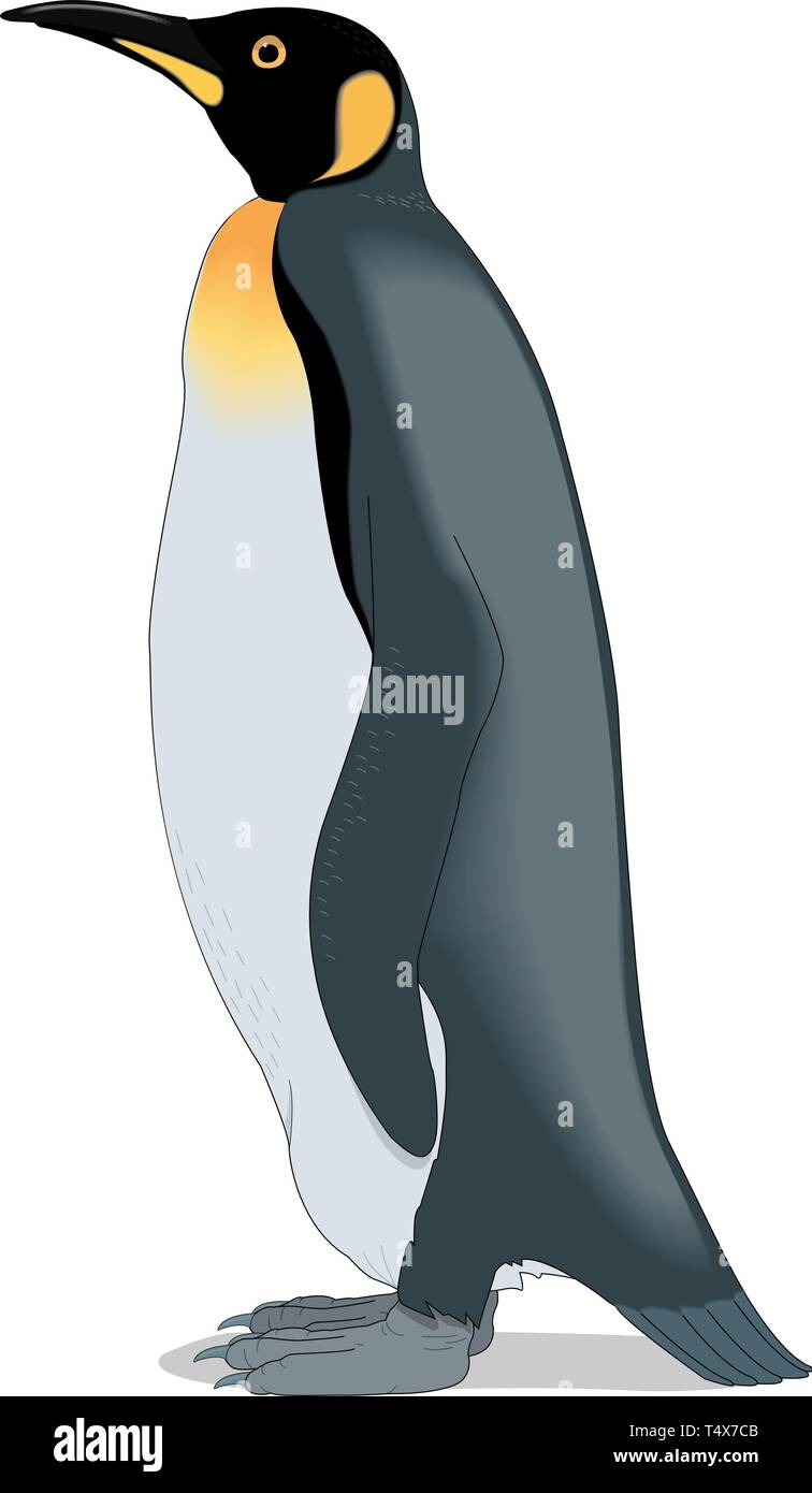 King Penguin Vector Illustration Illustration de Vecteur