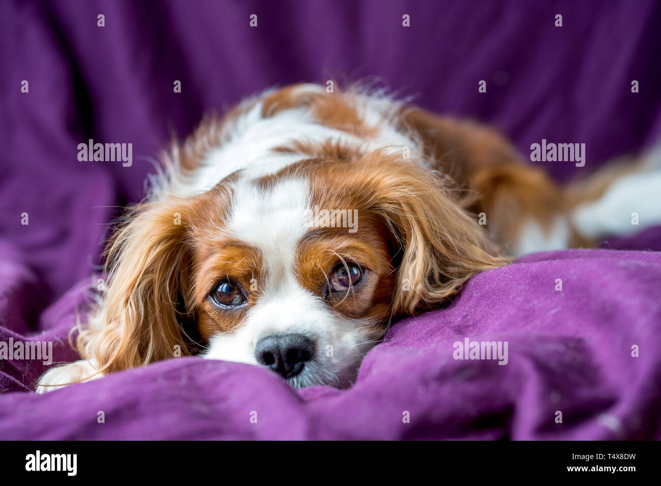 Adorable Cavalier King Charles Spaniel, chien Banque D'Images