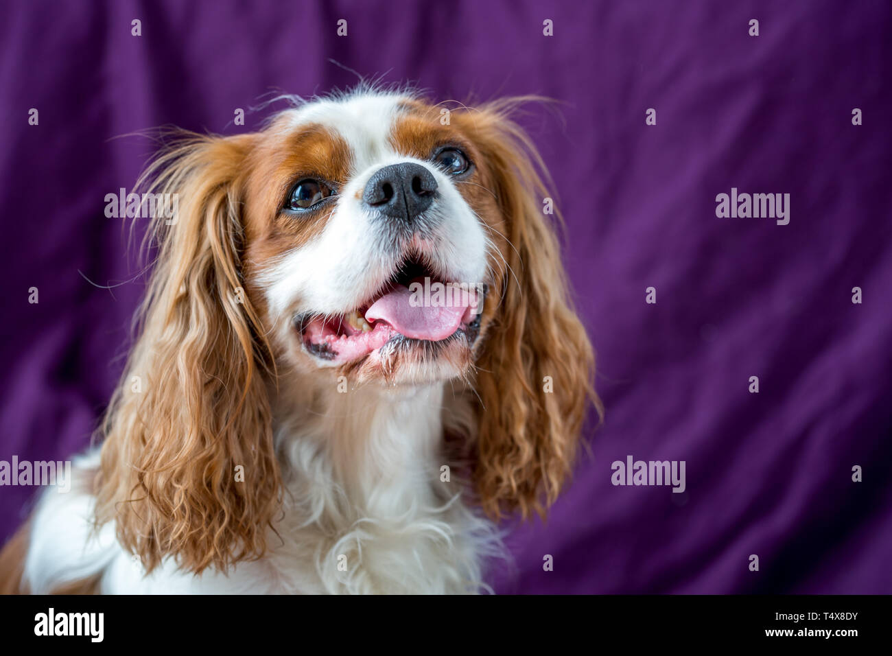 Adorable Cavalier King Charles Spaniel, chien Banque D'Images