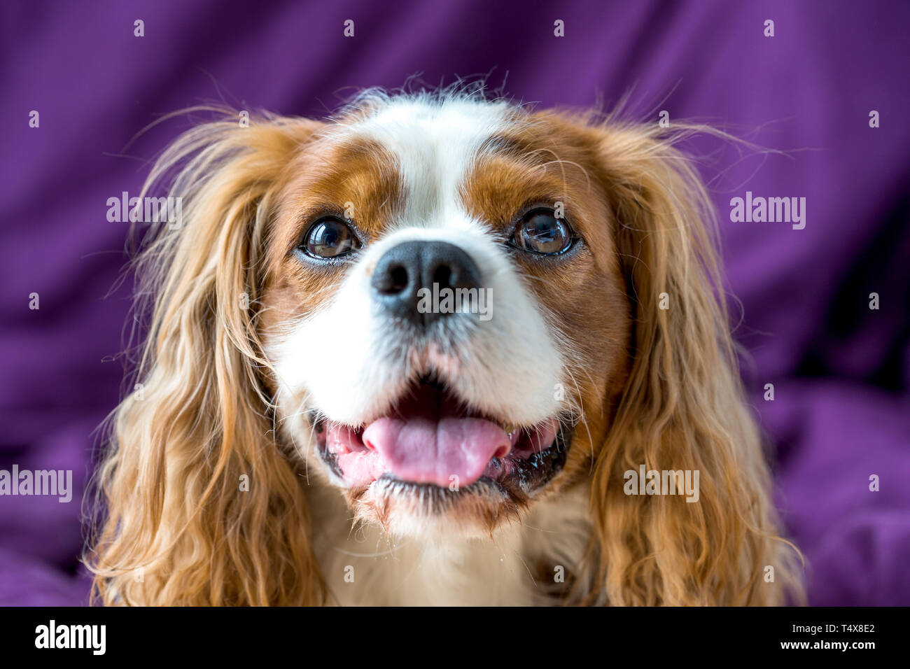 Adorable Cavalier King Charles Spaniel, chien Banque D'Images