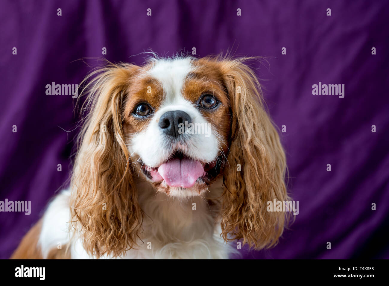 Adorable Cavalier King Charles Spaniel, chien Banque D'Images