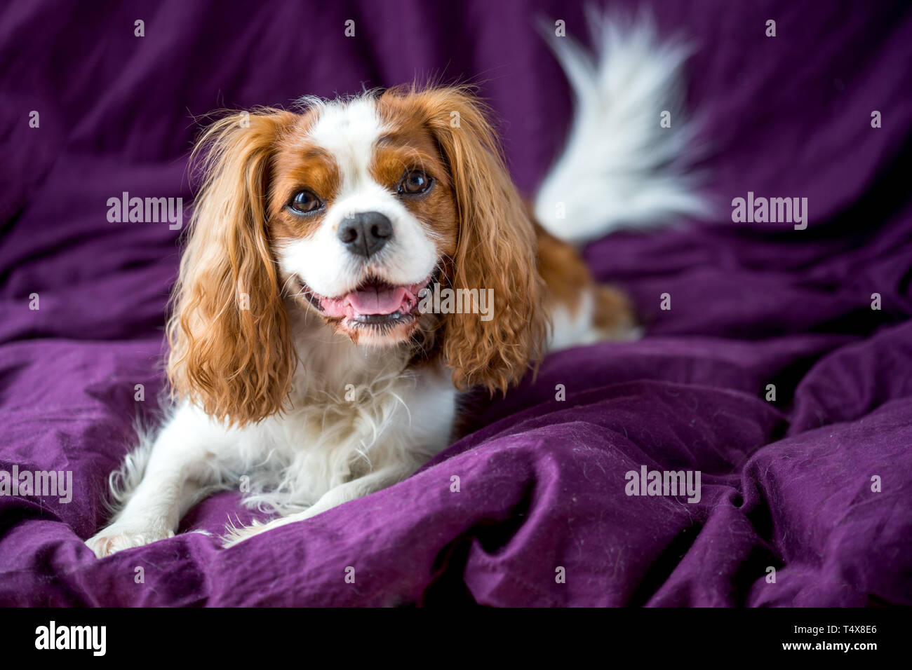 Adorable Cavalier King Charles Spaniel, chien Banque D'Images