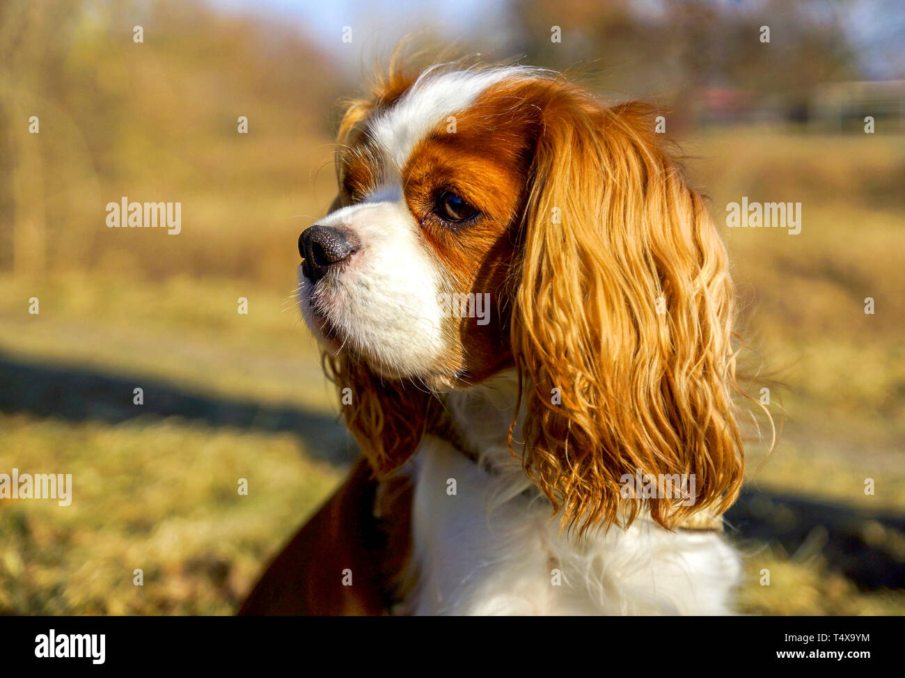 Adorable Cavalier King Charles Spaniel, chien Banque D'Images