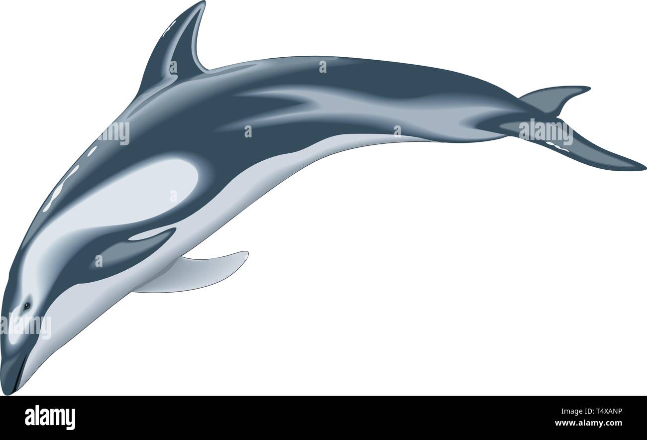 Dauphin à flancs blancs du Pacifique Vector Illustration Illustration de Vecteur