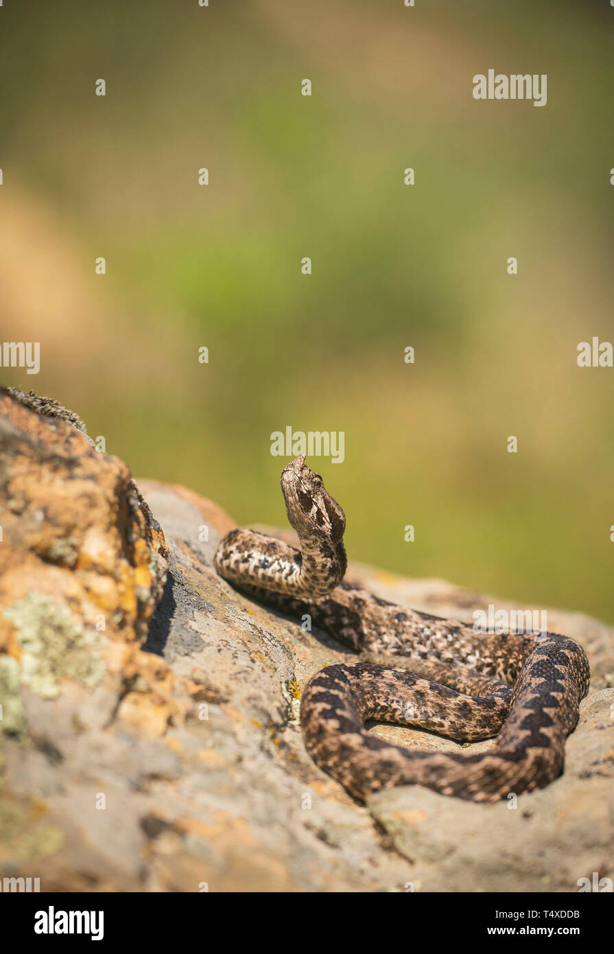 Bec corne,vipère Vipera ammodytes, aux beaux jours de printemps dans la gorge de Kresna Banque D'Images