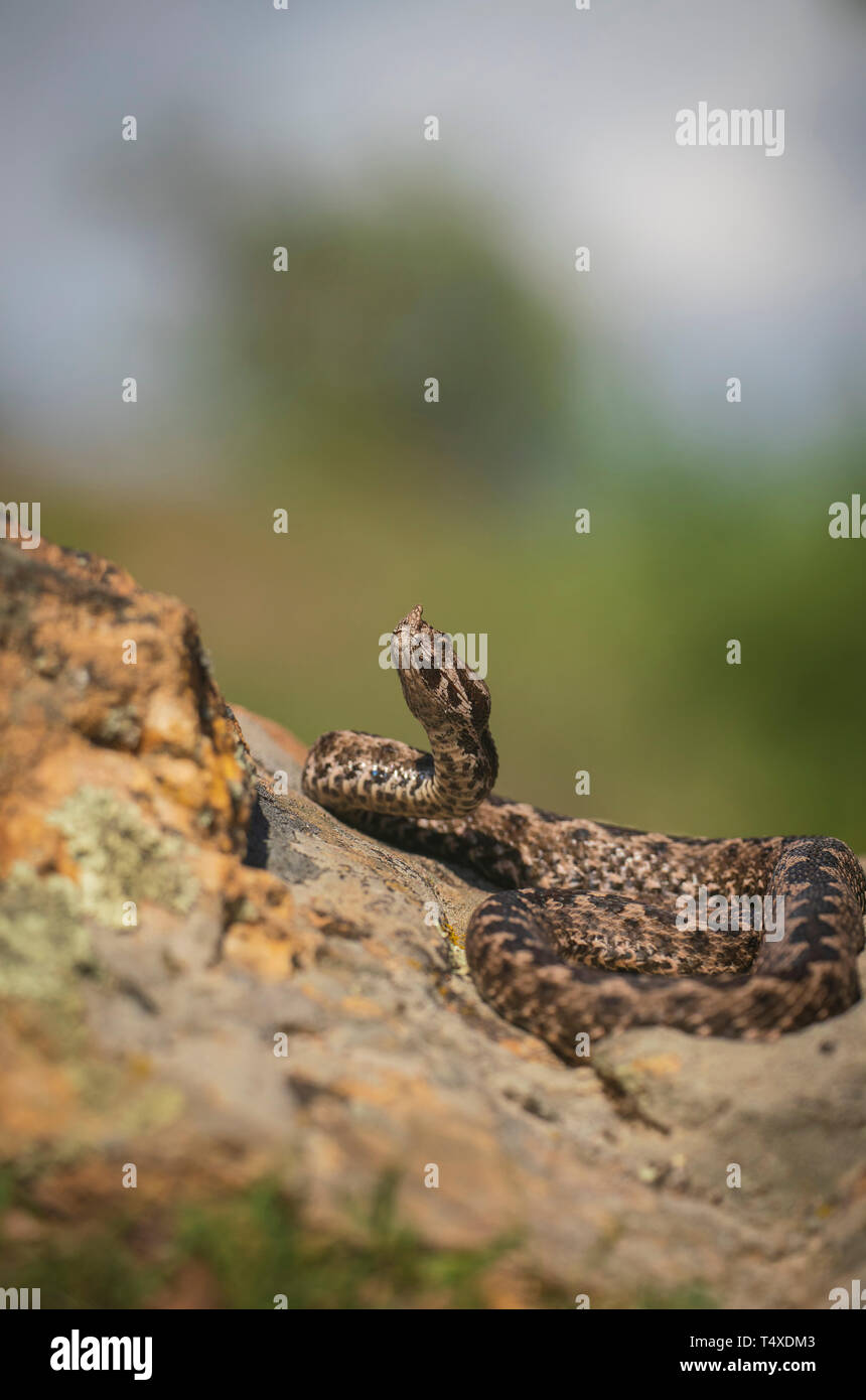 Bec corne,vipère Vipera ammodytes, aux beaux jours de printemps dans la gorge de Kresna Banque D'Images