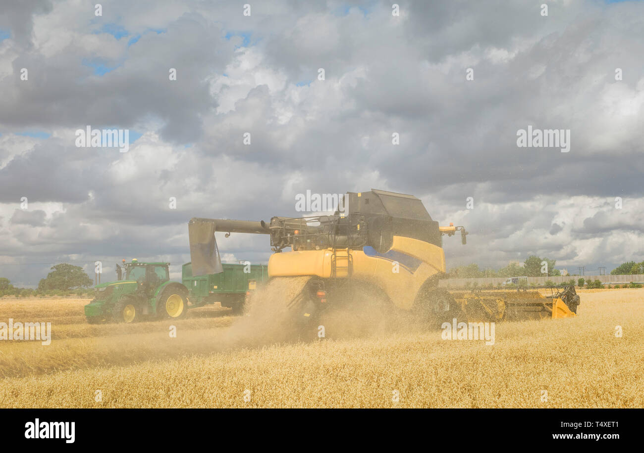 Moissonneuse-batteuse au travail dans un champ d'avoine sur matin ensoleillée en été dans les régions rurales de Beverley, Yorkshire, UK. Banque D'Images