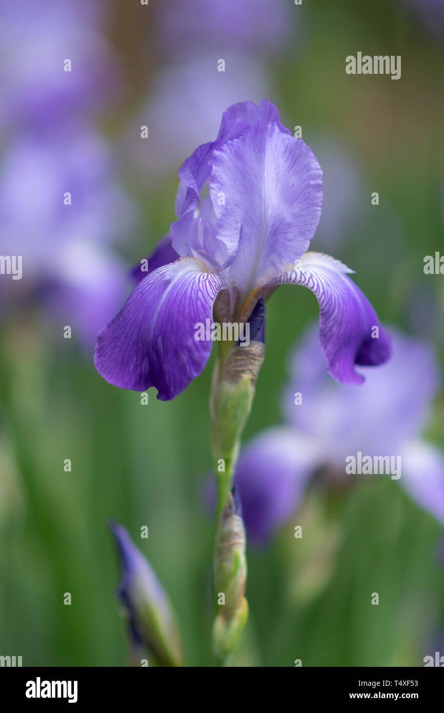 Un seul Iris pourpre au printemps Banque D'Images
