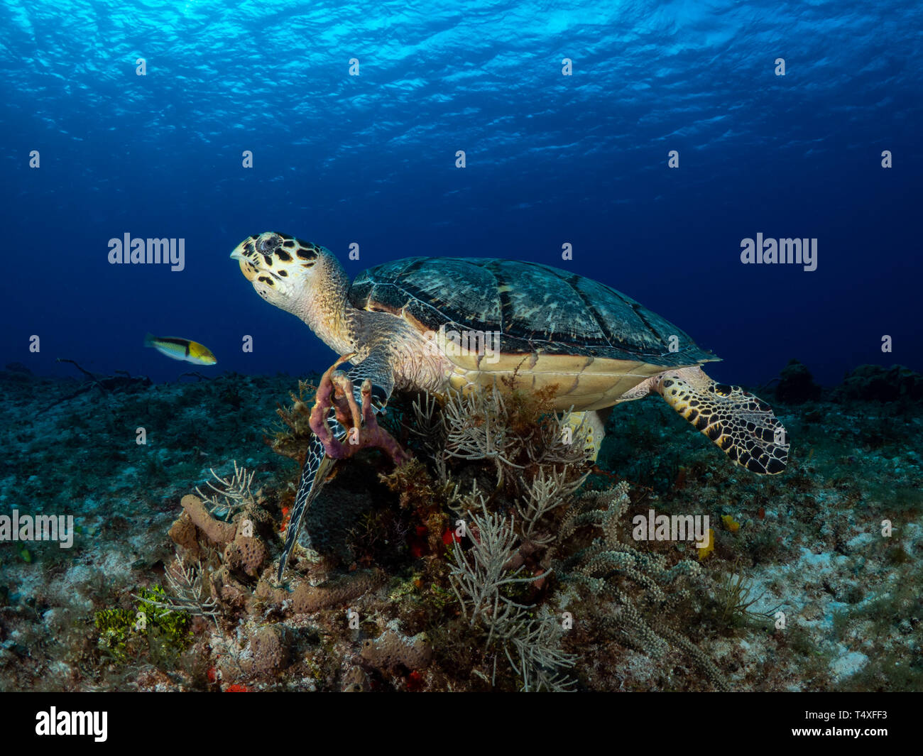 La tortue imbriquée pour profiter de la beauté des récifs coralliens de Cozumel mexique Banque D'Images