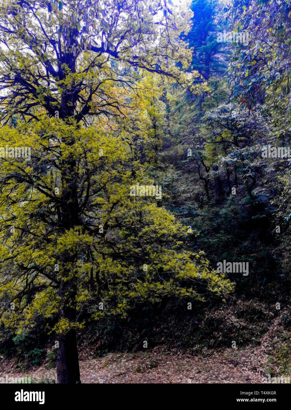 Arbre dans la vallée de Nainital Banque D'Images