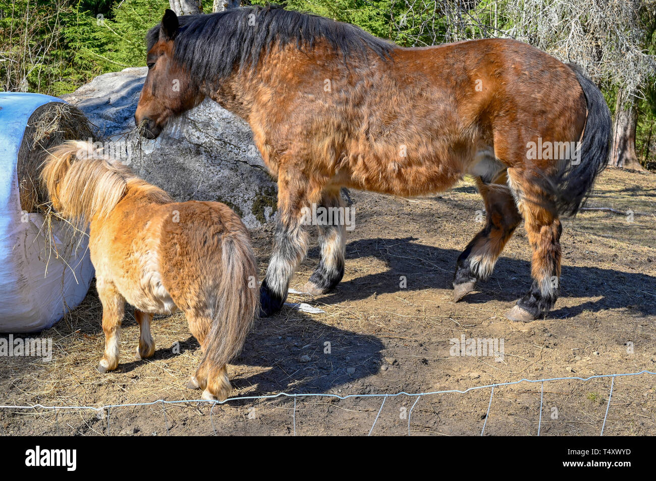 Grand et petit cheval manger ensemble dans l'harmonie Banque D'Images