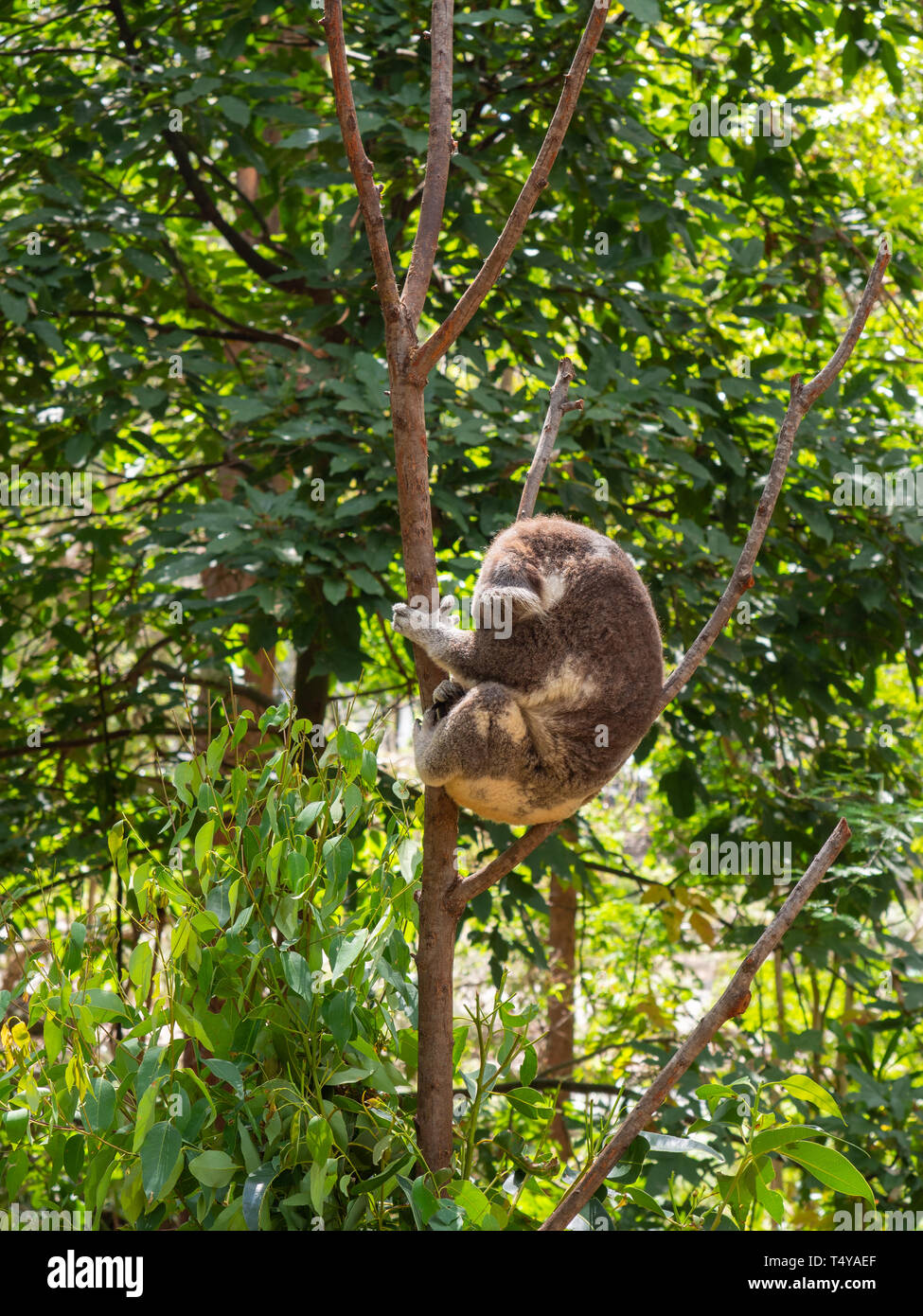 Couchage Koala dans un arbre Banque D'Images