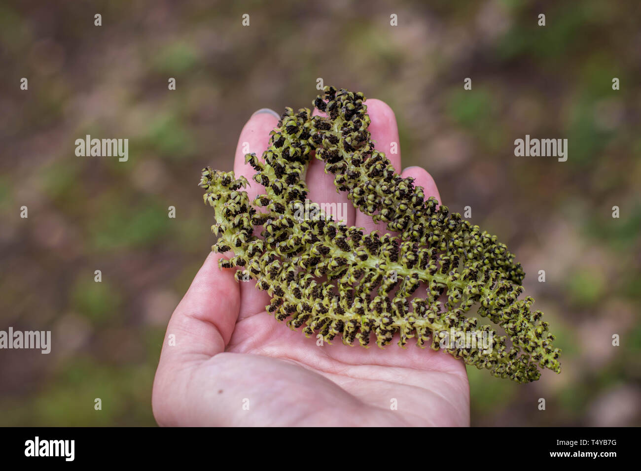 Les inflorescences tombé avec fleurs mâles de noyer anglais sur la main Banque D'Images
