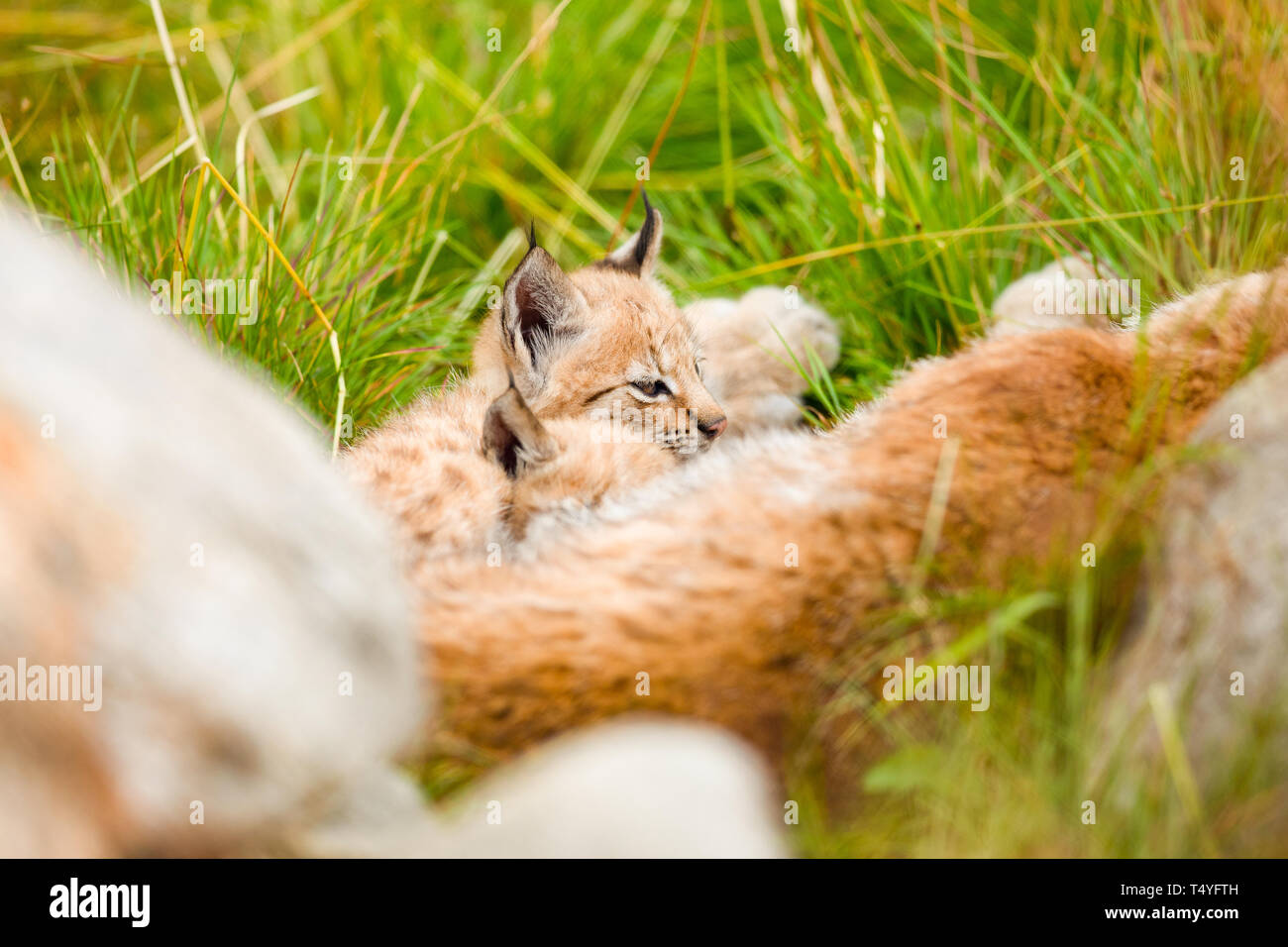 Mère Lynx le repos d'oursons mignon sur l'Herbe à Forest Banque D'Images