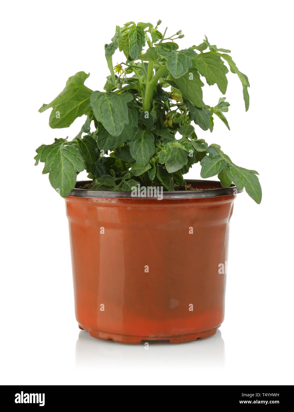Les plants de tomates de plus en pot, isolé sur fond blanc Banque D'Images