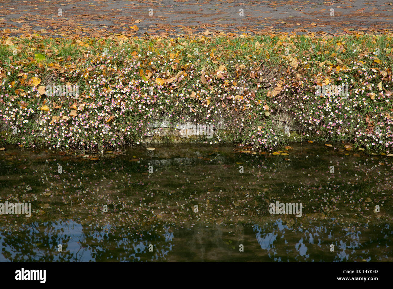 Rivière avec des fleurs Banque D'Images