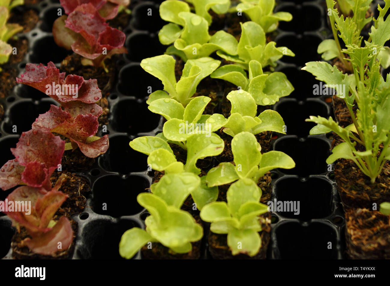 Les laitues cultivées dans la région de green house. Banque D'Images