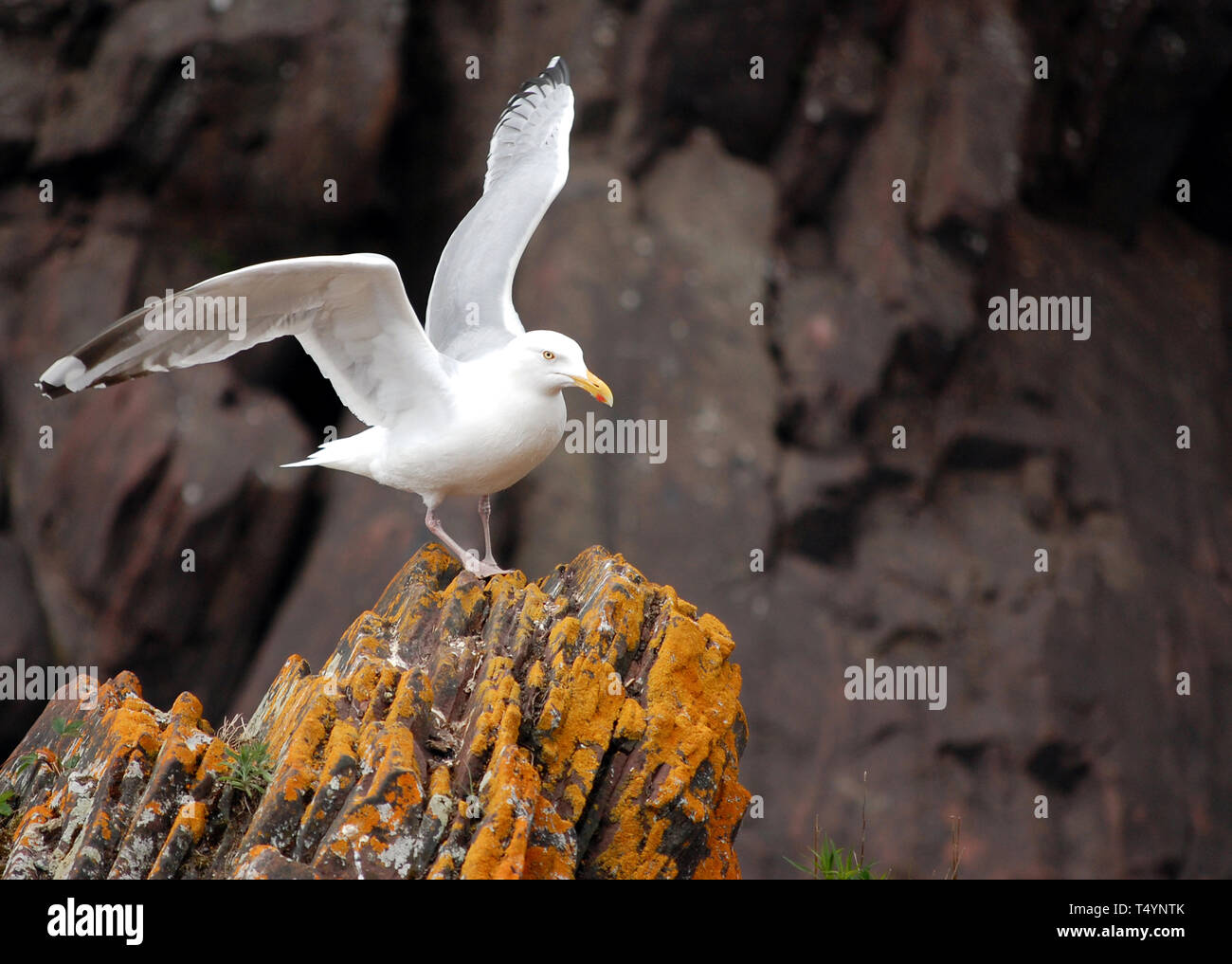 Seagull sur la rivière Exploits, Terre-Neuve Banque D'Images Seagull sur la rivière Exploits, Terre-Neuve Banque D'Images