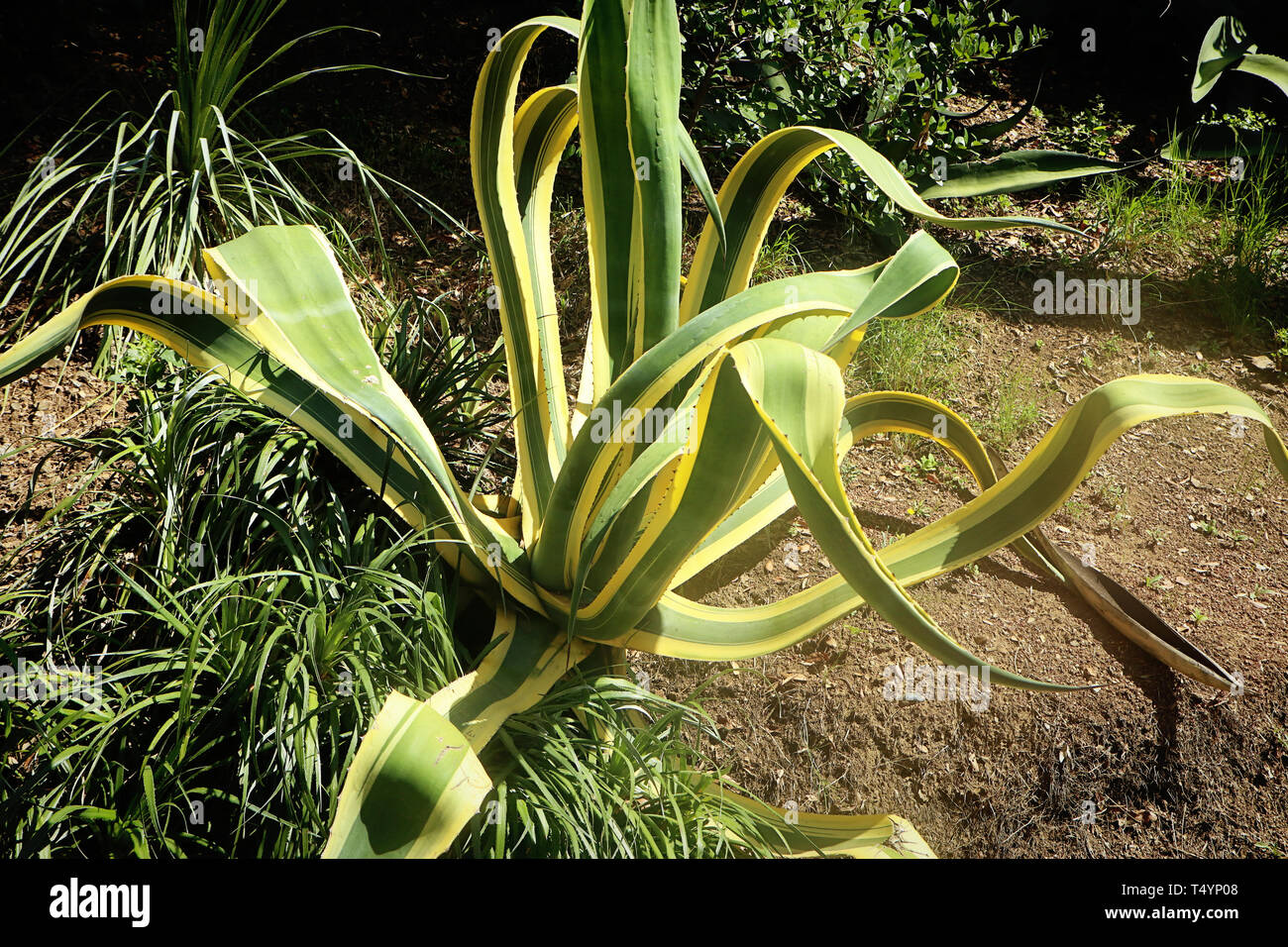 Jardin méditerranéen avec agave et végétation luxuriante Banque D'Images