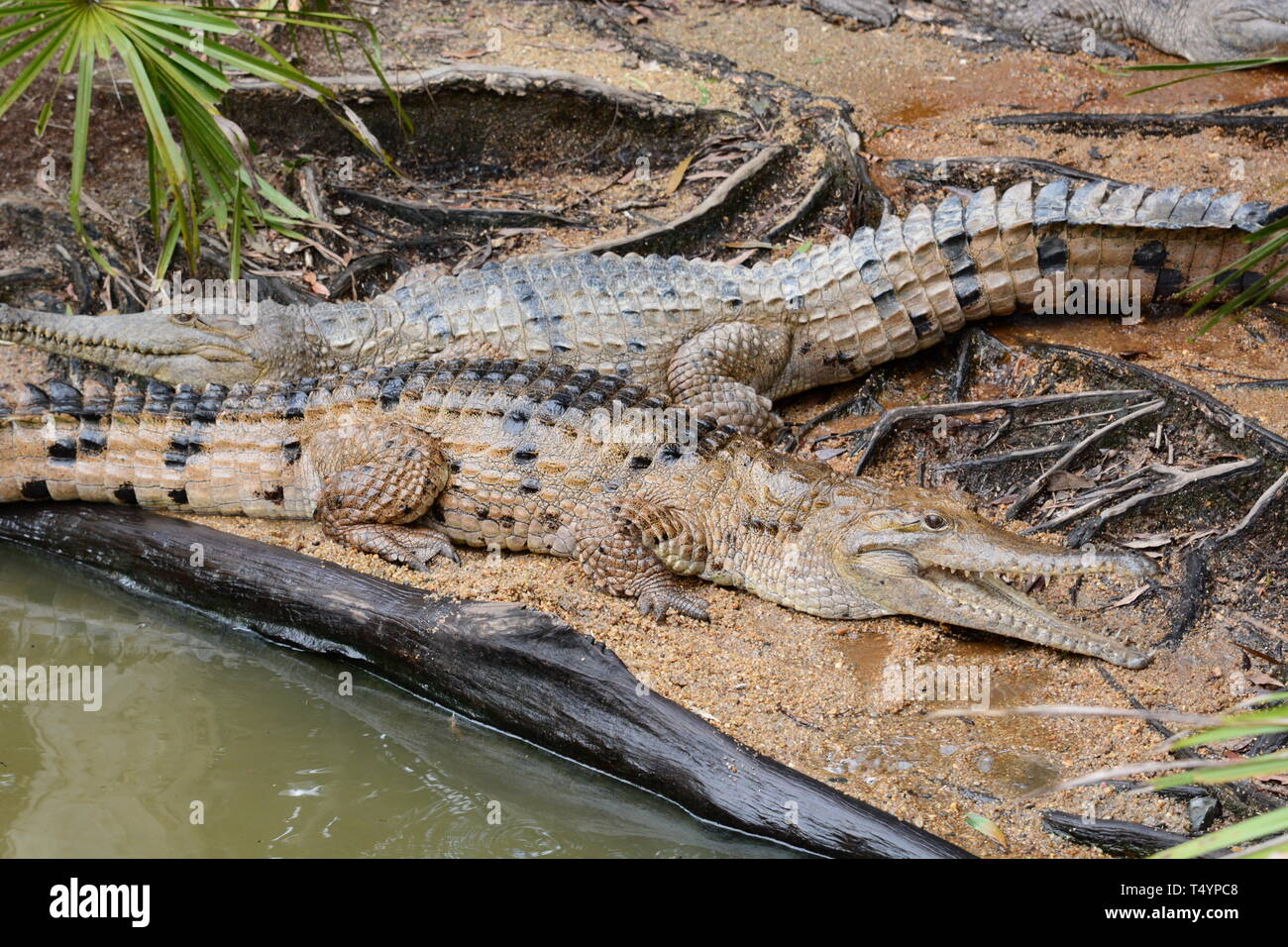 Les crocodiles. Wangetti. Parc national de Daintree. Le Queensland. L'Australie Banque D'Images