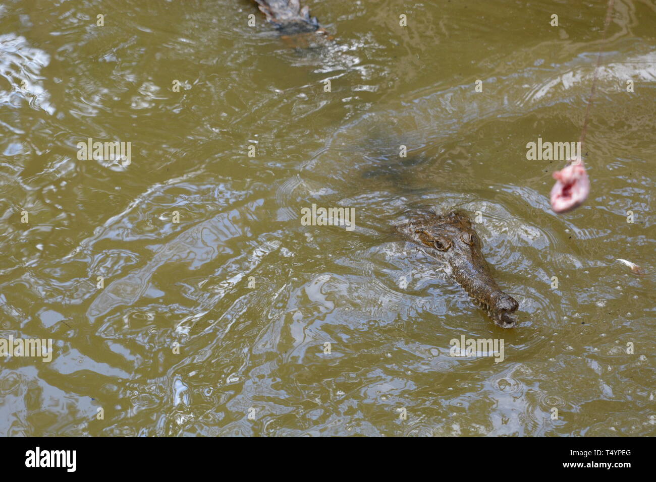 Des crocodiles dans la lagune. Wangetti. Parc national de Daintree. Le Queensland. L'Australie Banque D'Images