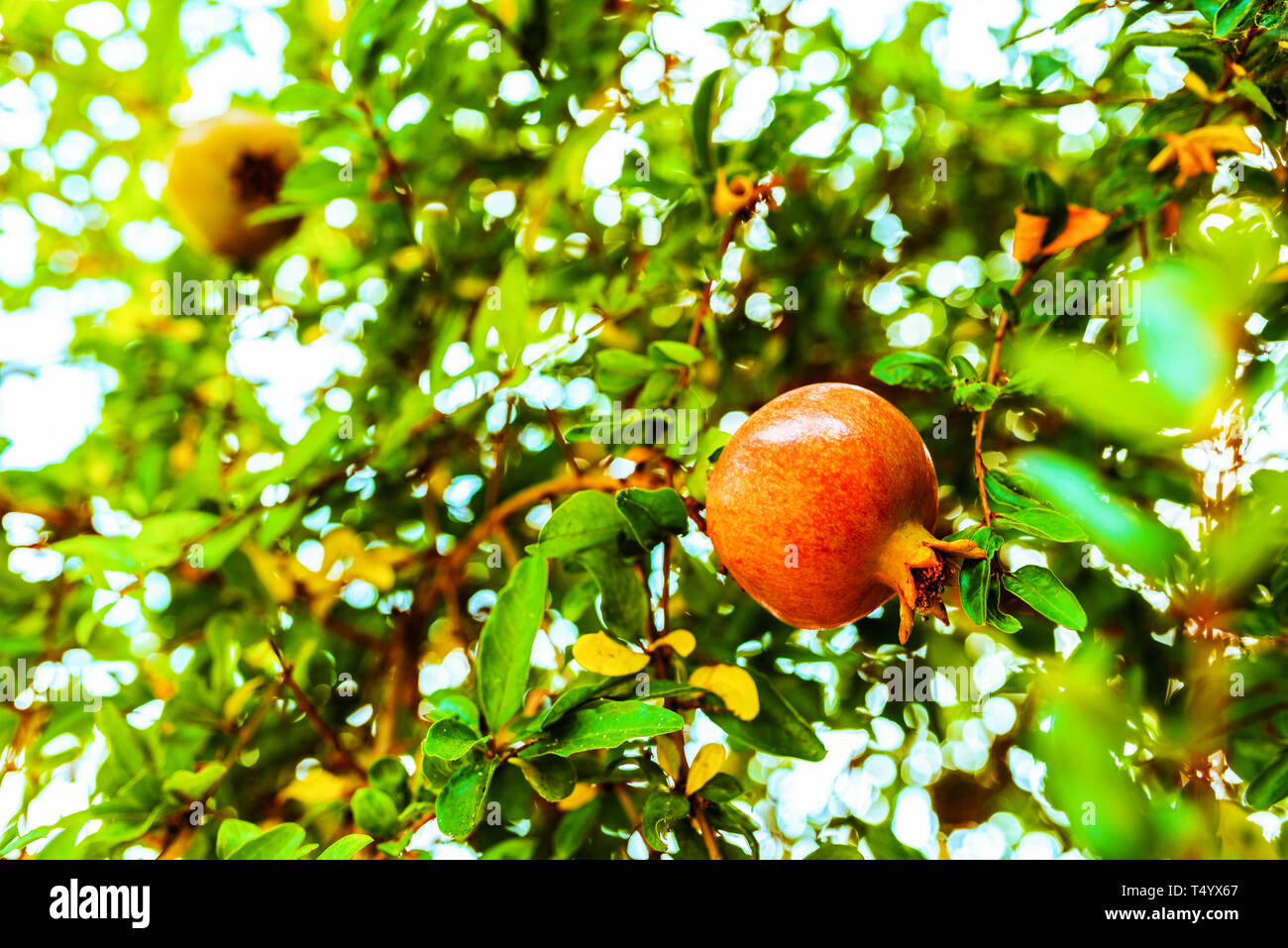 Low angle view of pomegranate fruit sur l'arbre contre ciel clair Banque D'Images