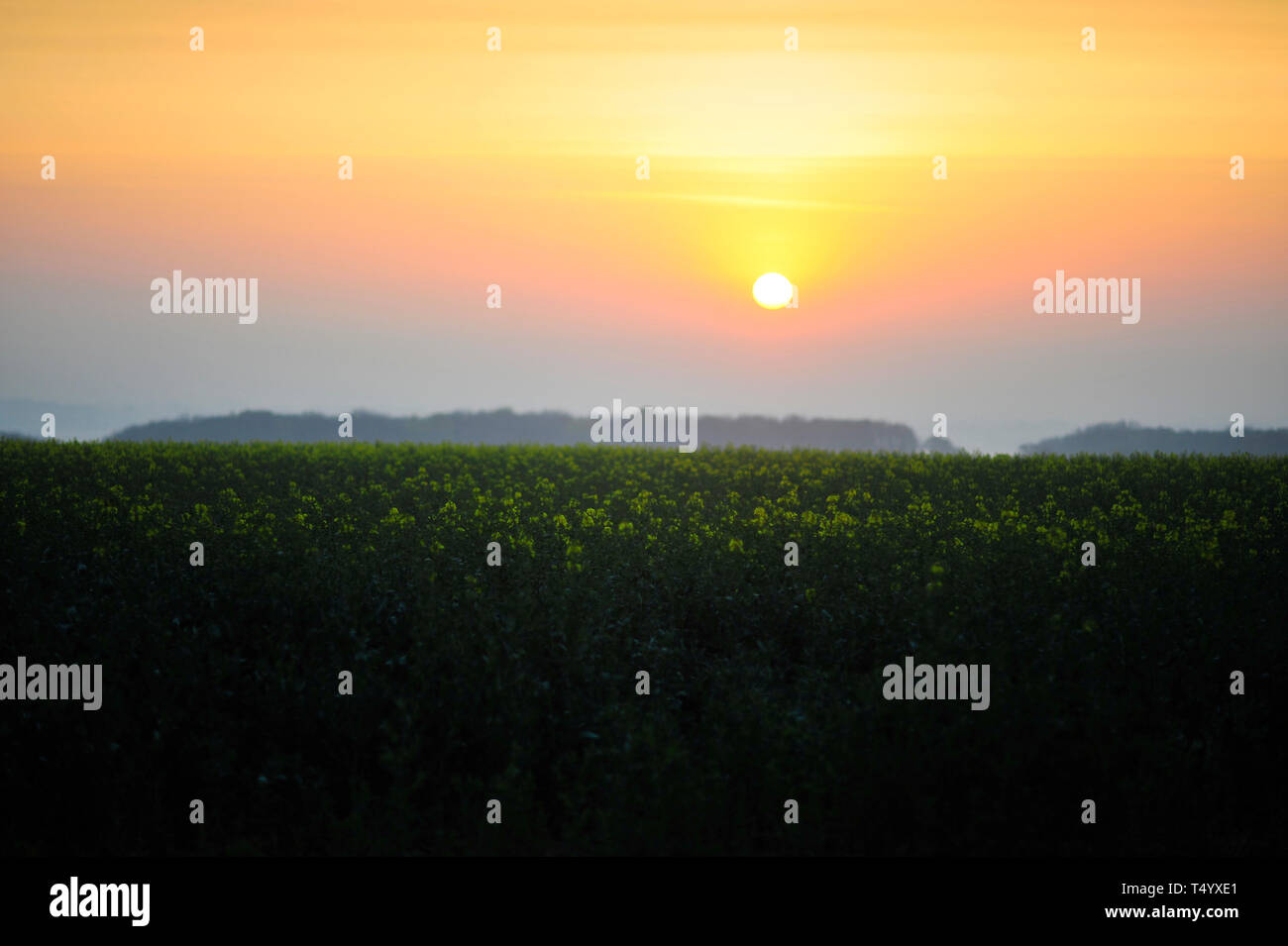 Lever du soleil sur la récolte de colza Masham Yorkshire Angleterre uk Banque D'Images