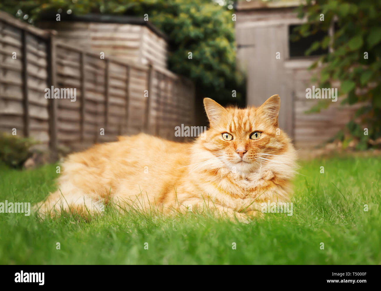 Gros plan d'une ginger cat lying on grass dans la cour arrière, au Royaume-Uni. Banque D'Images
