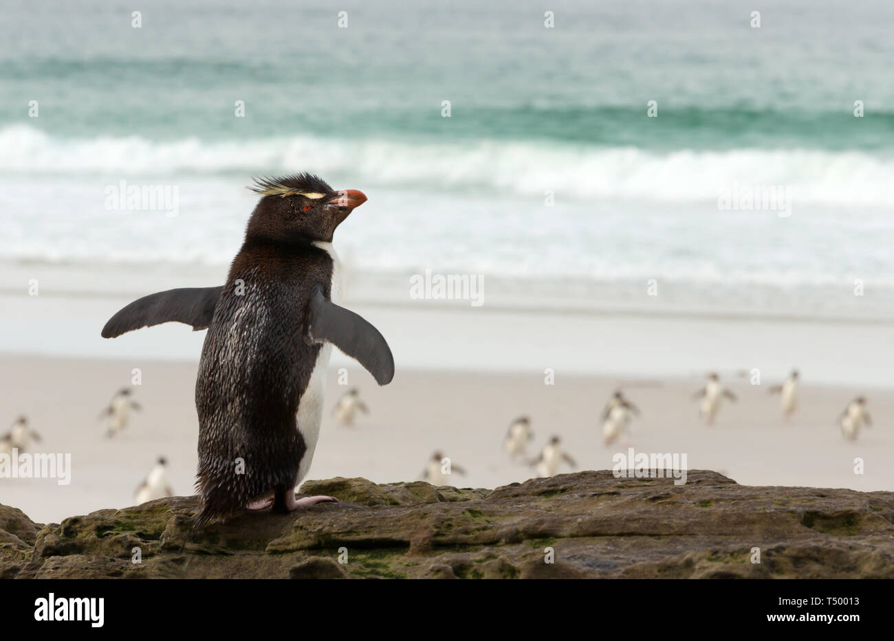 Close up of Southern Rockhopper Penguin (Eudyptes chrysocome) debout sur un rocher et regarder la mer en revenant de pingouins, îles Falkland. Banque D'Images