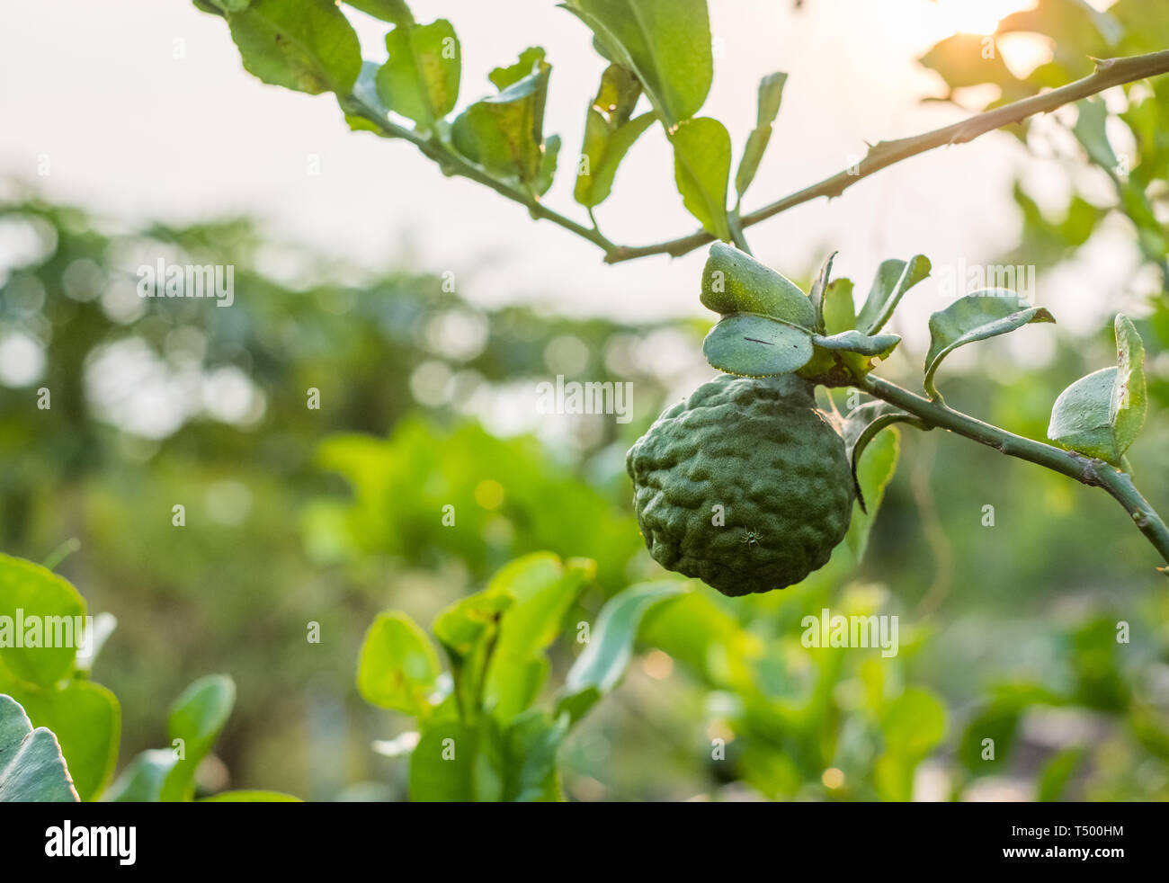 La bergamote, citron vert Kaffir sur la culture des fruits dans les plantations de la tige Banque D'Images