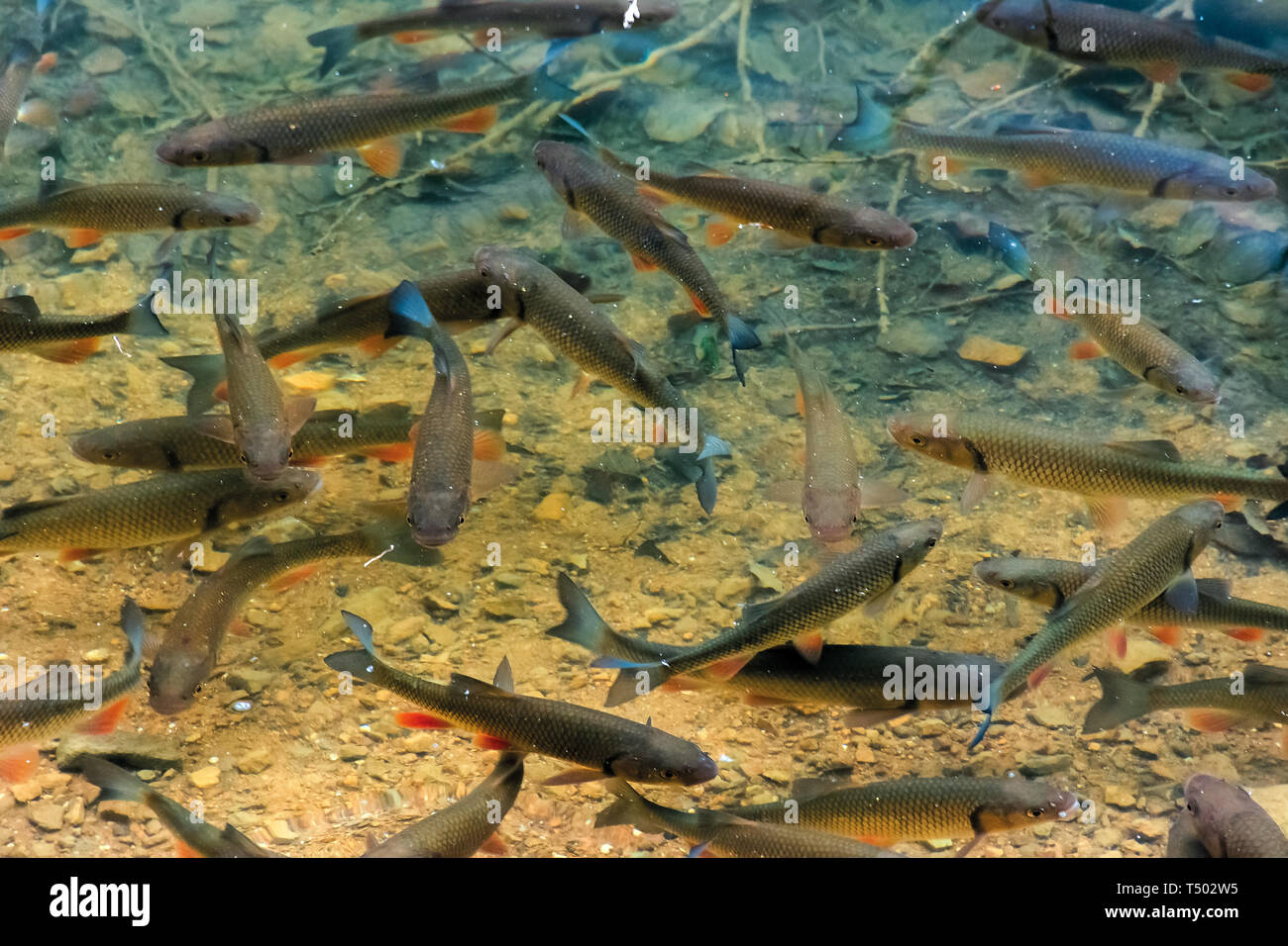Fontaine sur le fond du lac. beaucoup de poissons nager librement dans l'eau claire. lieu vihorlat lake, Slovaquie Banque D'Images