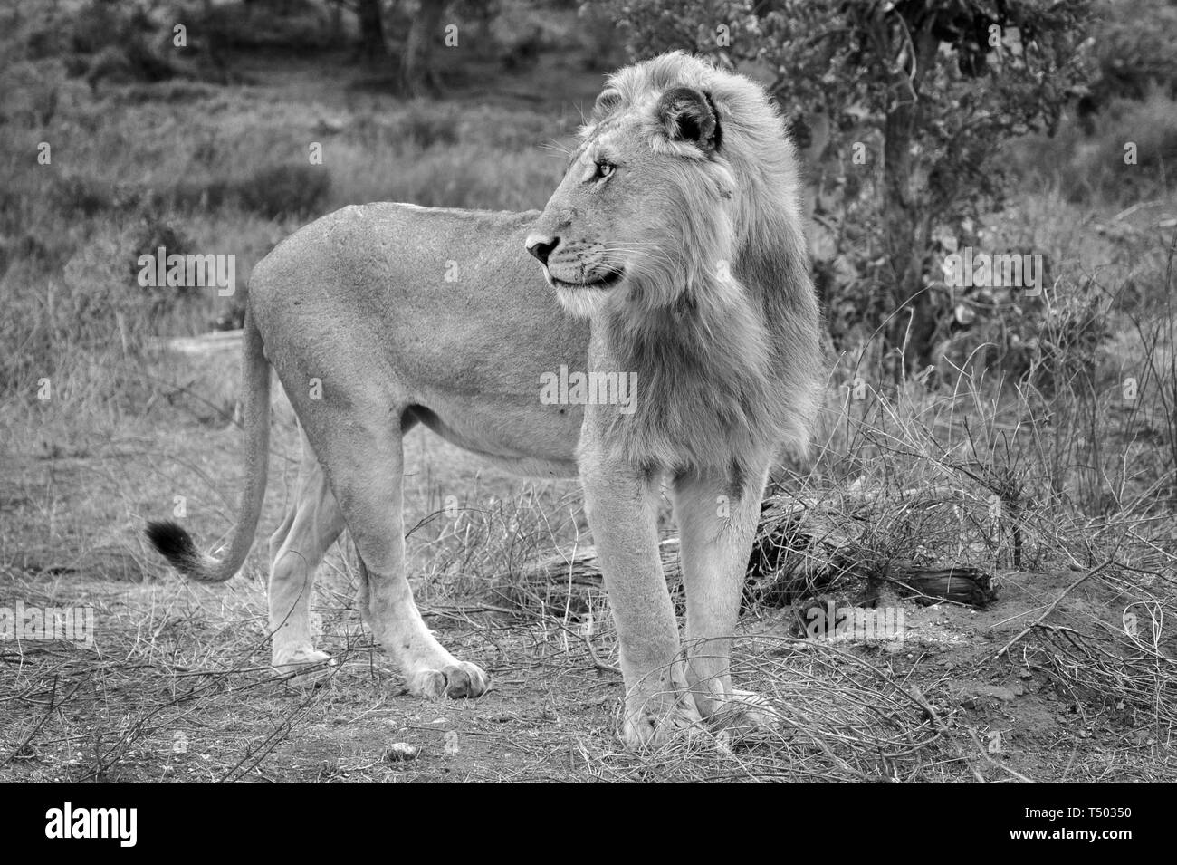 Noir & blanc, d'un lion mâle dans le parc national Kruger. Le roi de la jungle. L'Afrique du Sud Banque D'Images