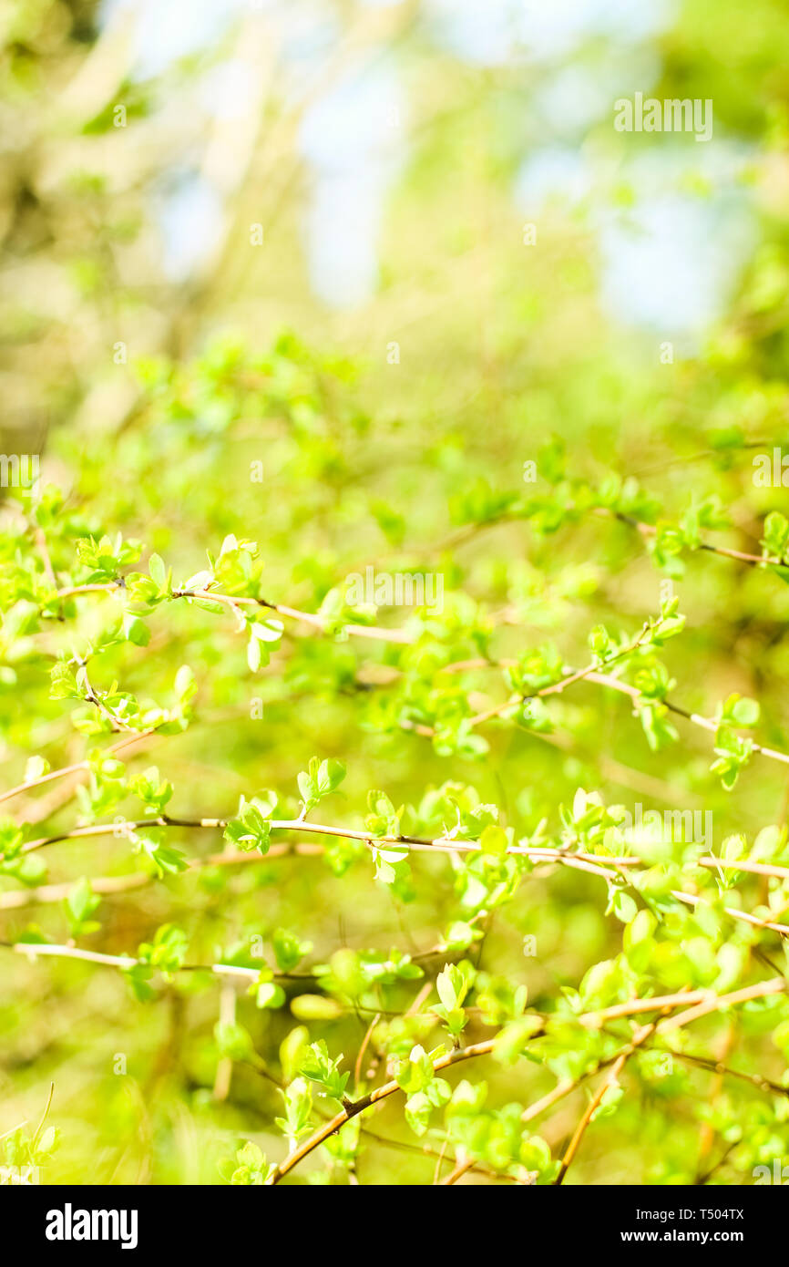 Environnement naturel, jardin botanique de textures et de la bioénergie concept - feuilles vertes au printemps, nature background Banque D'Images