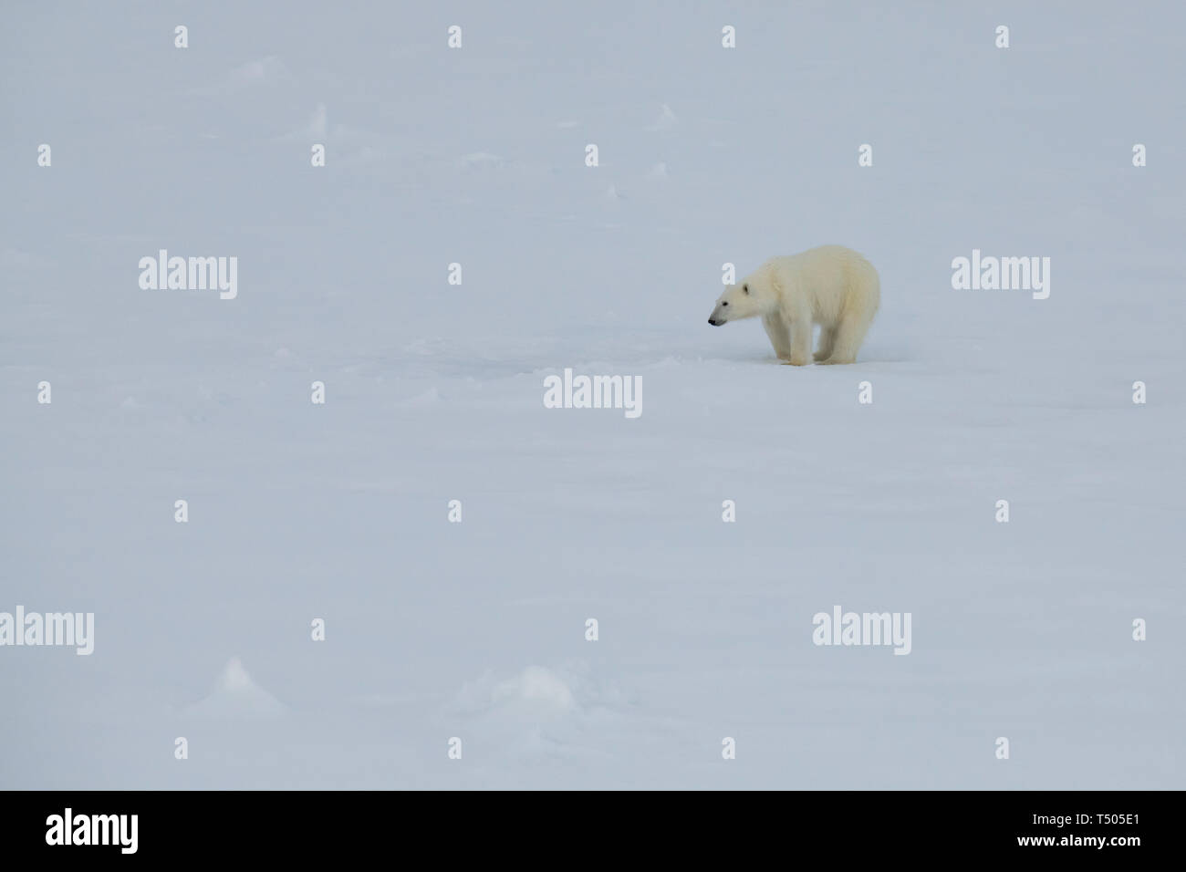 Ours polaires marche sur la glace de François-Joseph , voyage au Pôle Nord Banque D'Images