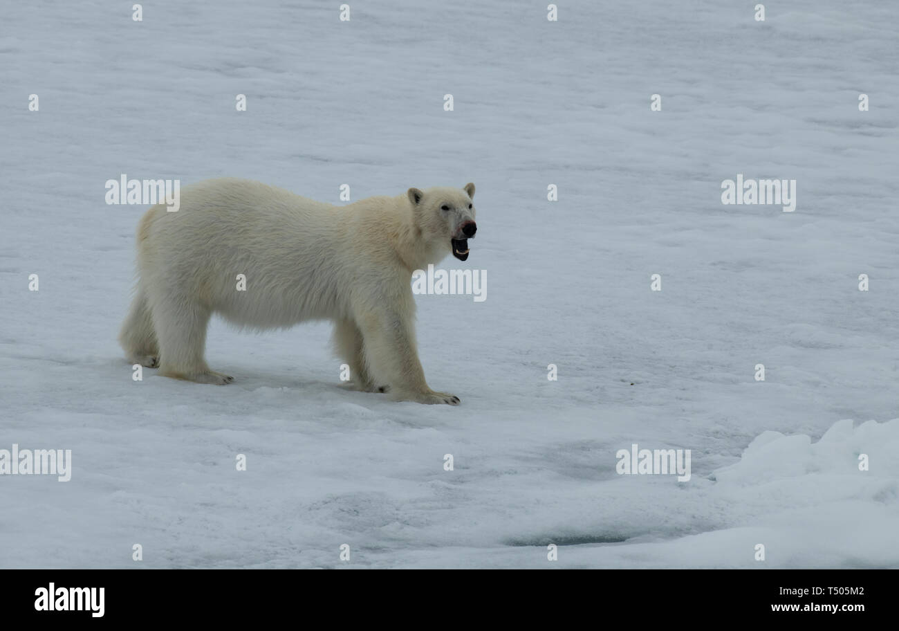 Ours polaires marche sur la glace de François-Joseph , voyage au Pôle Nord Banque D'Images