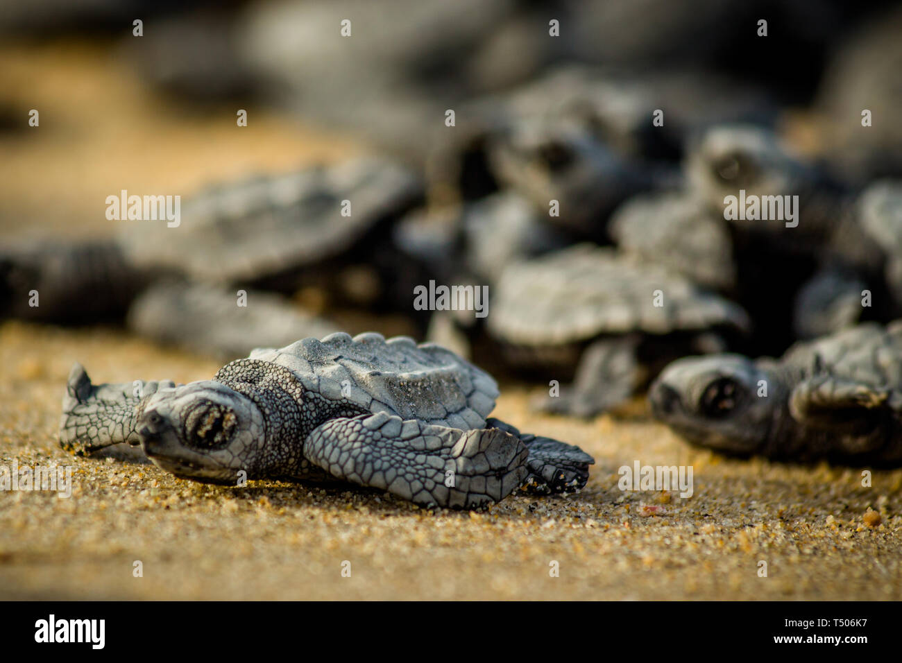 Les tortues nouvellement écloses bébé lutte pour la survie qu'ils galopent vers l'océan dans le parc national de Cabo Pulmo près de Cabo San Lucas, Mexique Banque D'Images