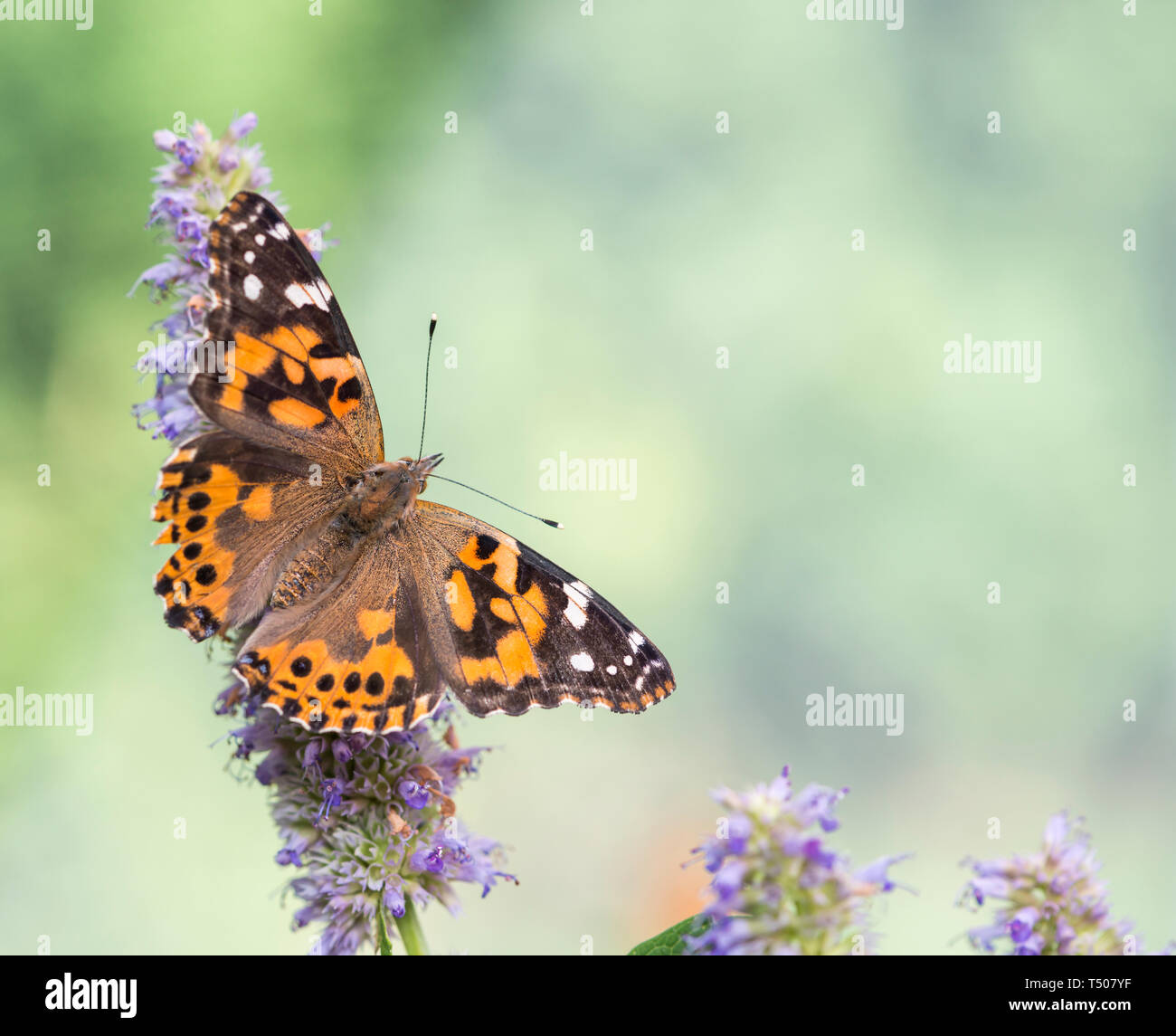Un papillon belle dame (Vanessa cardui) avec les ailes écartées - Vue de dessus sur un fond vert naturel Banque D'Images