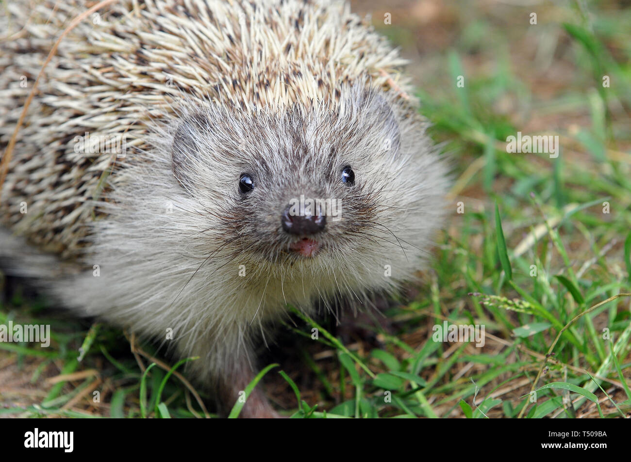 Northern White-Breasted Hedgehog, Nördliche Weißbrustigel, Osteuropäische Igel, hérisson de Roumanie, Erinaceus roumanicus, keleti sün, Hongrie Banque D'Images