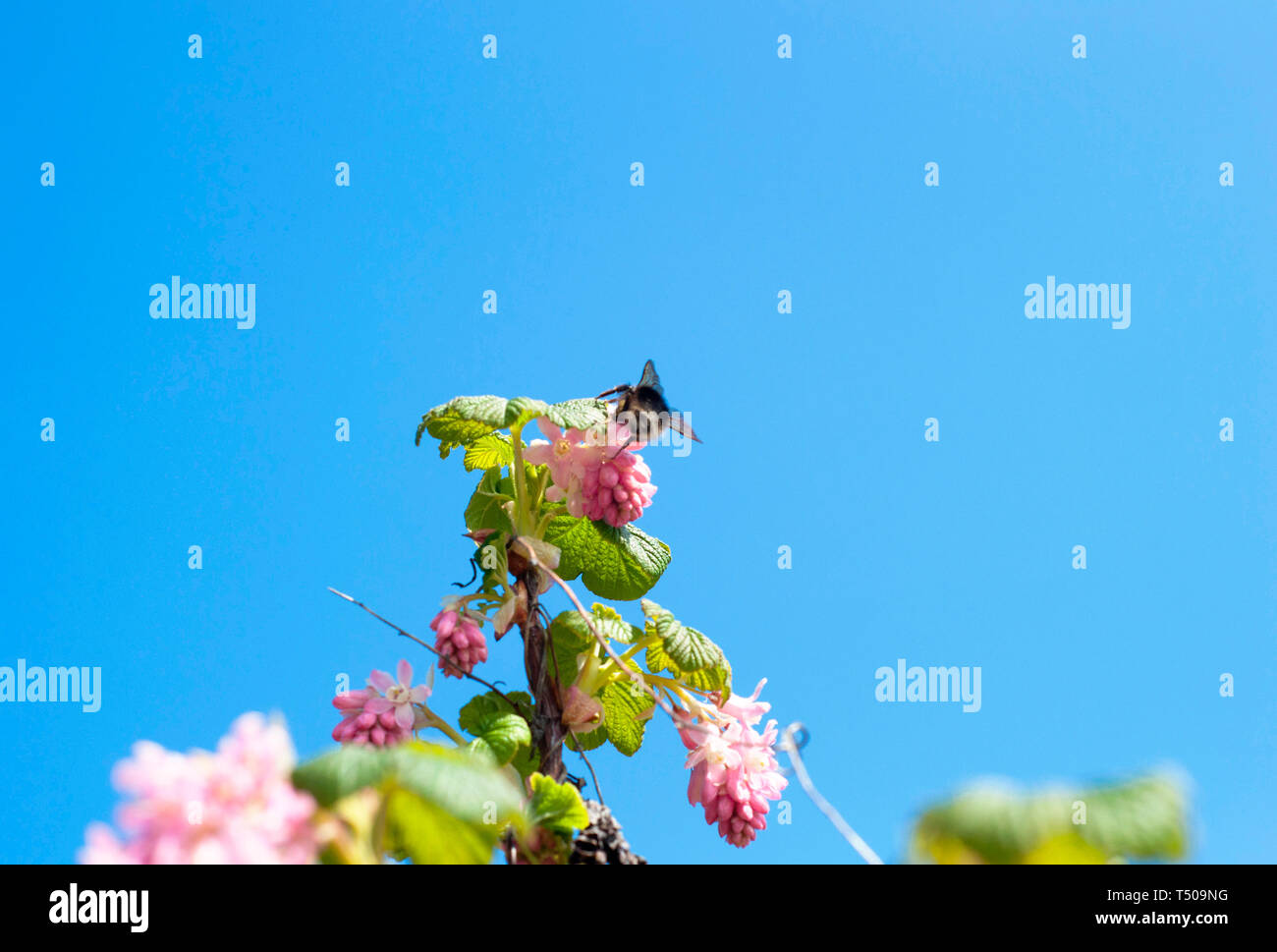 Un plan macro sur les bourgeons et fleurs d'un groseillier à fleurs bush et un bourdon isolé sur le ciel bleu. Fleurs et arbustes avril rose un bourdon Banque D'Images