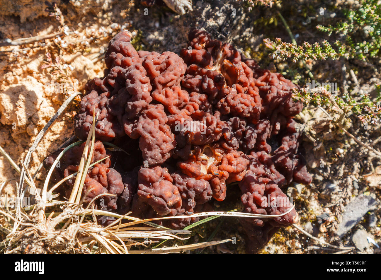 Forêt de champignons Gyromitra au printemps, la faune lieux Banque D'Images