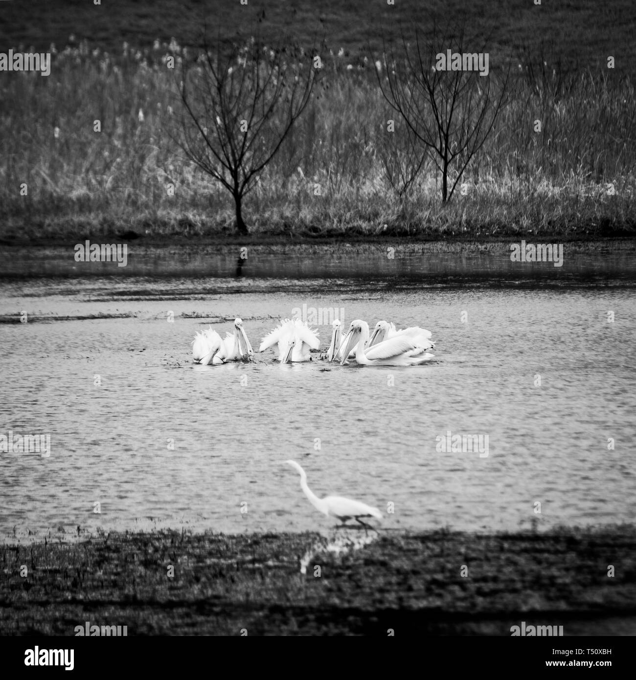 The Woodlands, TX USA - 02/17/2019 - Des pélicans pêcher avec un Egrit B&W Banque D'Images