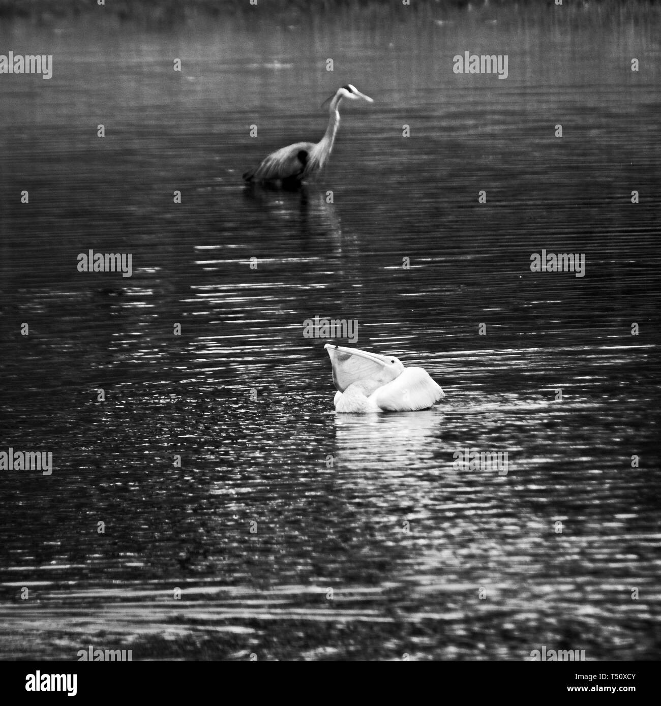 The Woodlands, TX USA - 02/17/2019 - Pélicans blancs avec des poissons avec un héron B&W Banque D'Images