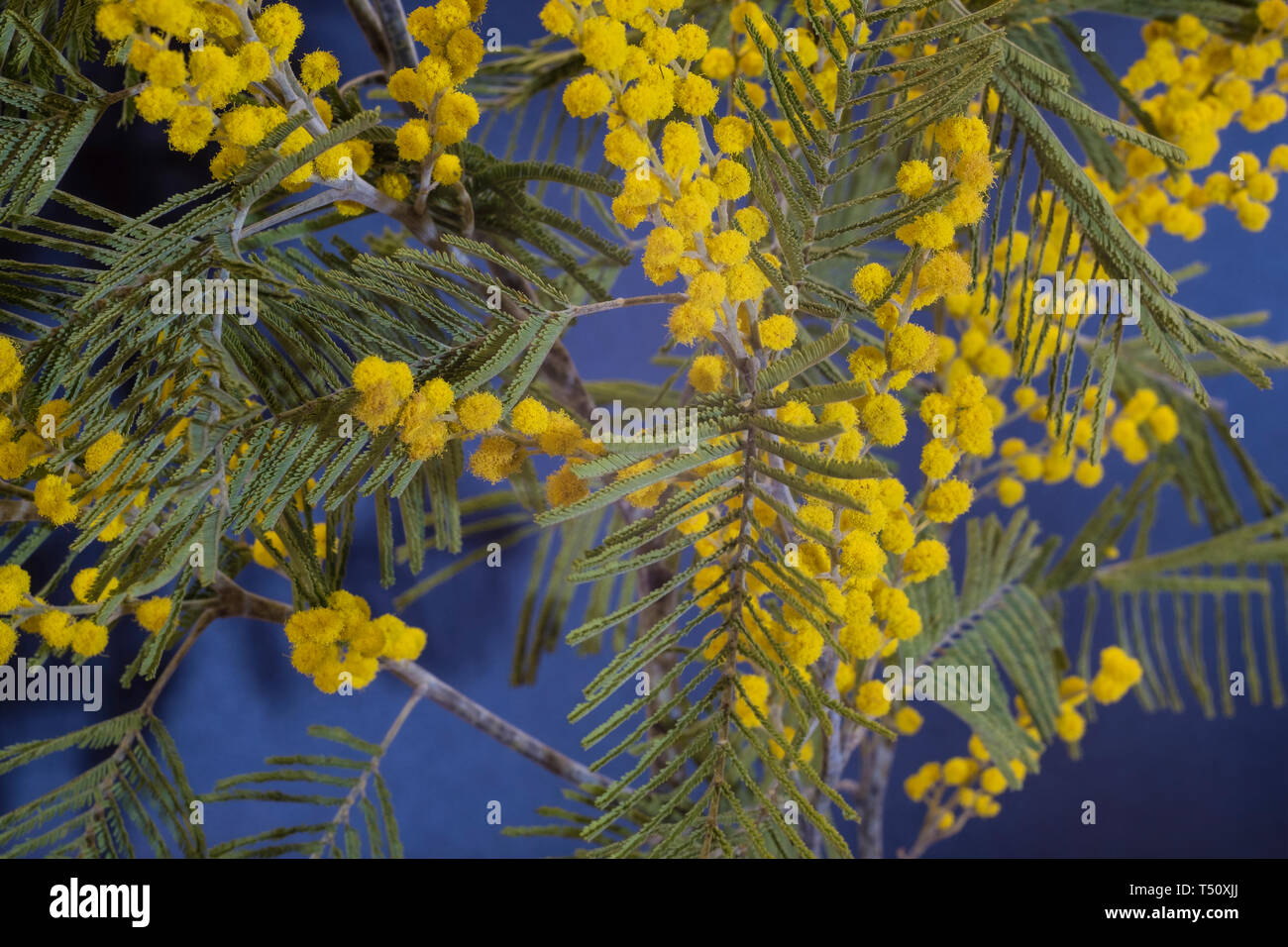 Fleurs jaune vif de mimosa avec des feuilles vertes, shot close-up. Banque D'Images