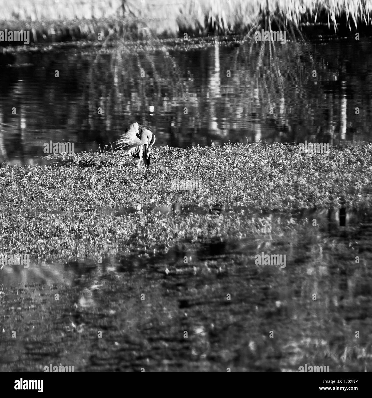 The Woodlands TX USA - 12/02/2018 - Héron en étang dans B&W Banque D'Images