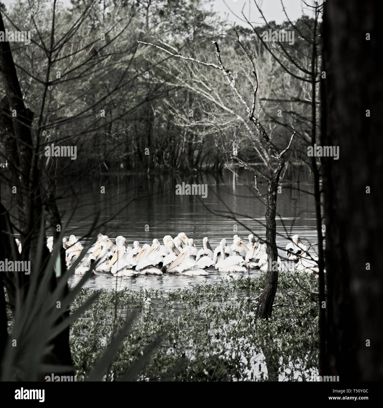 The Woodlands, TX USA - 03/14/2019 - Groupe de pélicans blancs dans les Backwaters 2 B&W Banque D'Images