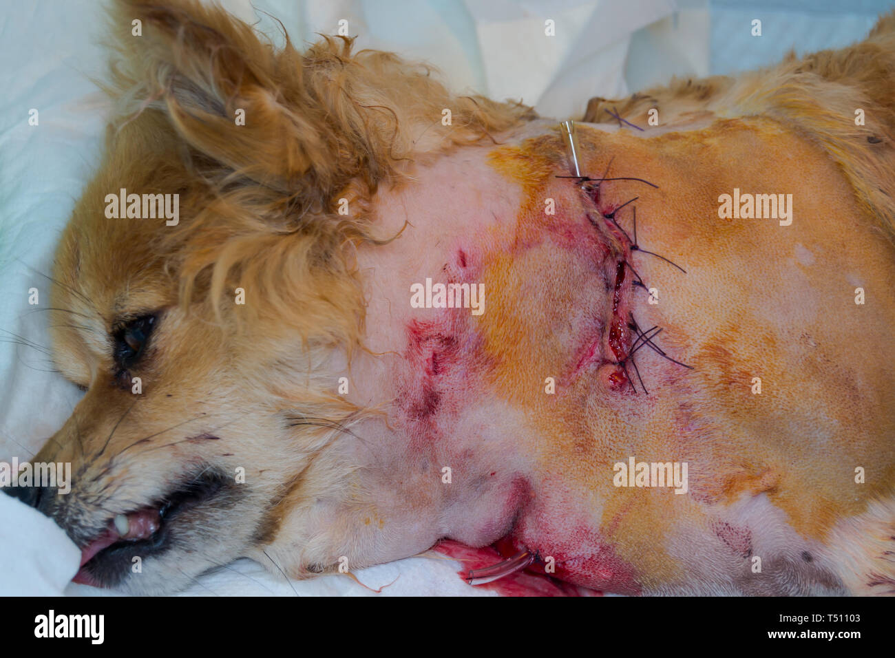Grande plaie suturée et le drain en fixe un chien Banque D'Images